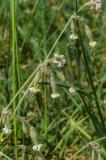 P2080748-Nickendes-Leimkraut.jpg