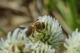 P2090160-Europ-Honigbiene-Berg-Klee.jpg