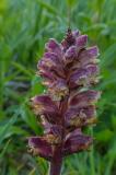 P2100774-Gew-Distel-Sommerwurz.jpg