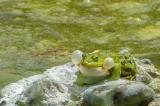 P2110321-Teich-Seefrosch-PS.jpg