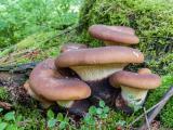 P2160654-Samtfuss-Holzkrempling.jpg