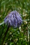 P2180523-Nacktst-Kugelblume.jpg