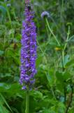 P2190450-Dichtbluetige-Haendelwurz.jpg