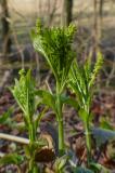 P2230080-Wald-Bingelkraut.jpg