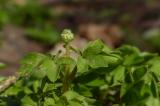 P2230105-Moschuskraut.jpg