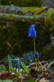 P2230119-Sibirischer-Blaustern.jpg