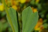 P2280071-Gelbe-Spargelbohne.jpg