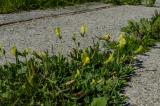 P2280114-Gelbe-Spargelbohne.jpg