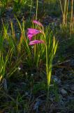 P2290740-Sumpf-Gladiole-02.jpg