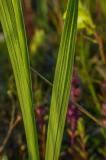 P2290877-Sumpf-Gladiole-01.jpg