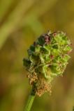 P2310076-Kleiner-Wiesenknopf.jpg