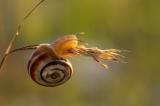 P2310370-Gemeine-Heideschnecke-PS.jpg