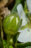 P2370725-Weisses-Fingerkraut.jpg