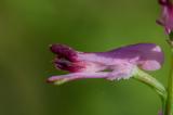 P2390526-Gew-Erdrauch.jpg