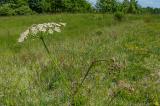 P2390768-Berg-Haarstrang.jpg