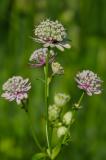P2410329-Grosse-Sterndolde.jpg