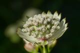 P2410359-Grosse-Sterndolde.jpg