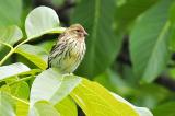 P5270068-Girlitz-PS.jpg