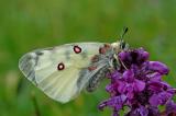 Parnassius-phoebus-2-PS.jpg