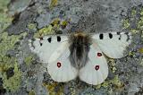 Parnassius-phoebus-Hochalpen-Apollo--Lechtaler-Alpen-3-m-PS.jpg