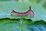 Pfeileule--Acronicta-psi-Schaebische-Alb-PS.jpg