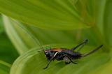 Pholidoptera-aptera-Alpen-Strauchschrecke,-Lechtaler-Alpen-2-PS.jpg