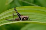 Pholidoptera-aptera-Alpen-Strauchschrecke,-Lechtaler-Alpen-PS.jpg