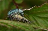 Phyllobius_pomaceus_PS.jpg