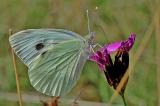 Pieris-brassicae.-Grosser-Kohlweissling-w-Schwaeb-PS.jpg