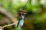 Plattbauch-Libellula-depressa-m-Hausgarten-Augsburg-_2_-PS.jpg