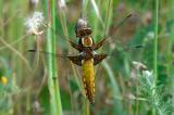 Plattbauch-Libellula-depressa-w-Hausgarten-Augsburg-_1_-PS.jpg