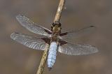 Plattbauch-_Libellula-depressa_-Gartenteich-PS.jpg