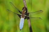 Plattbauch-_Libellula-depressa_-m-Gartenteich--PS-2.jpg