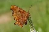 Polygonia-c--album-C-Falter-PS.jpg