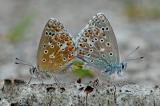 Polyommatus-bellargus-Himmelblauer-Blaeuling-23.5-PS.jpg