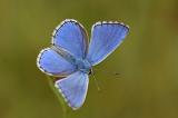 Polyommatus-bellargus-Stau-19--_9_-PS.jpg