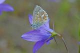 Polyommatus-bellargus.-Himmelblauer-Blaeuling-Lechaue.-Kinsau.-m-PS.jpg