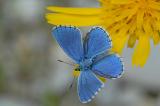 Polyommatus-bellargus.-Himmelblauer-Blaeuling-m.-Stau-21.-m-PS.jpg