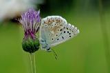 Polyommatus-coridon-Sibergruener-Blaeuling--Lechaue-PS.jpg