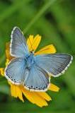 Polyommatus-coridon-Sibergruener-Blaeuling--Lechaue.-Stadtwald-Augsburg-PS.jpg