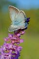 Polyommatus-coridon-Sibergruener-Blaeuling--Lechaue.-Stadtwald-Augsburg.-m-PS.jpg