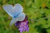 Polyommatus-daphnis,-Zahnfluegel-Blaeuling,-Schwaeb.--Alb-PS.jpg