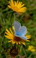 Polyommatus-daphnis,-Zahnfluegel-Blaeuling,-Schwaeb.-Alb.-m-PS.jpg