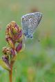 Polyommatus-eros-(-Lechtaler-Alpen)-PS-3.jpg