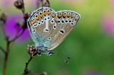 Polyommatus-eumedon-Storchschnabel-Blaeuling--bei-Lagerlechfeld-PS-2.jpg