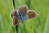 Polyommatus-icarus.Hauhechel-Blaeuling-Lechfeld.--w-PS.jpg