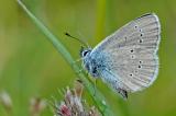 Polyommatus-semiargus-Rotklee-Blaeuling-Lechtaler-Alpen-I-7.10-00.-m-PS.jpg