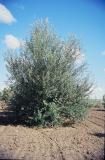 Populus_alba-PS.jpg