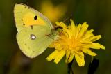 Postillon-_Colias-croceus_-Lechaue-PS.jpg