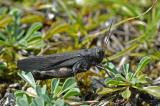 Psophus-stridulus-Rotflueglige-Schnarrschrecke,-Schwaebische-A-PS.jpg